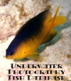 Underwater Photography - Fish Database