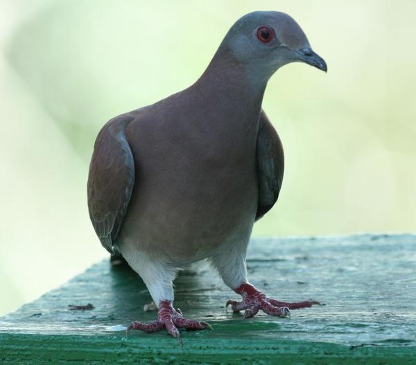 Pale Vented Pigeon