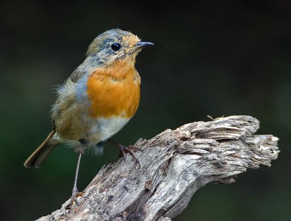 European Robin