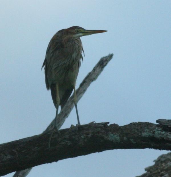 Purple Heron