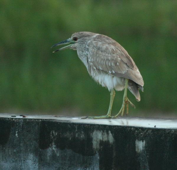 Black-crowned Night Heron