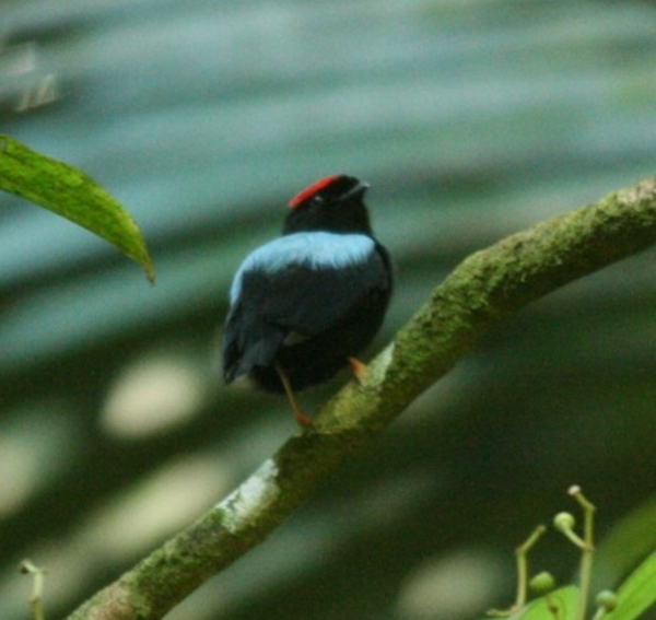 Blue-backed Manakin