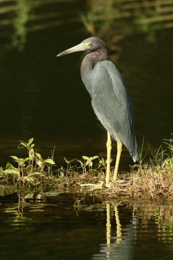 Little Blue Heron