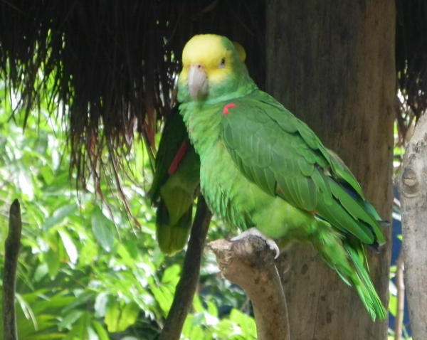 Yellow-headed  Parrot