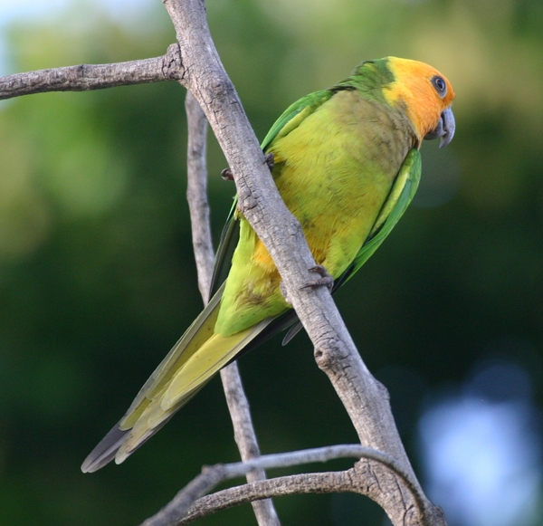 Caribbean Parakeet