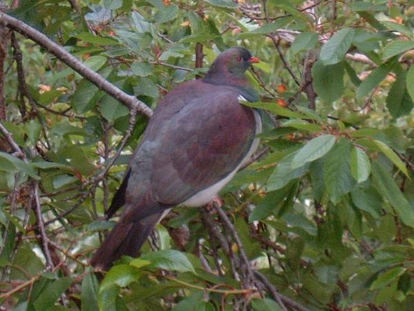 Kereru NZ Wood pigeon