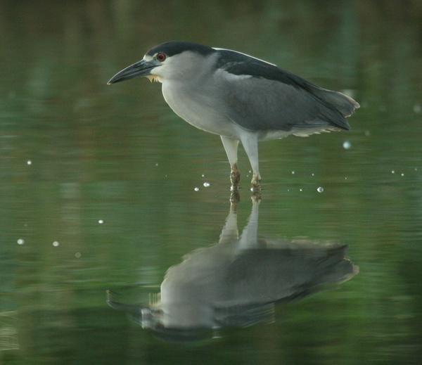 Black-crowned Night Heron