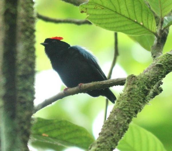 Blue-backed Manakin