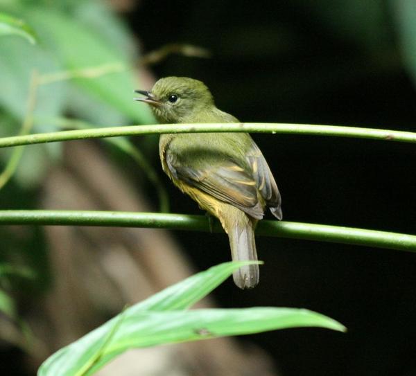 Blue-backed Manakin