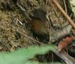 Stripe-breasted Spinetail