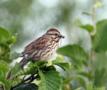 Song Sparrow