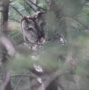 Tawny Owl