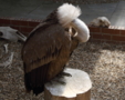 Griffon Vulture.